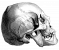 skull9-farver.png